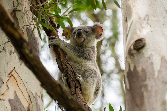 koala released to the wild thanks to RSPCA Qld Wildlife rehabilitation work